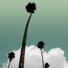palm_heaven_9